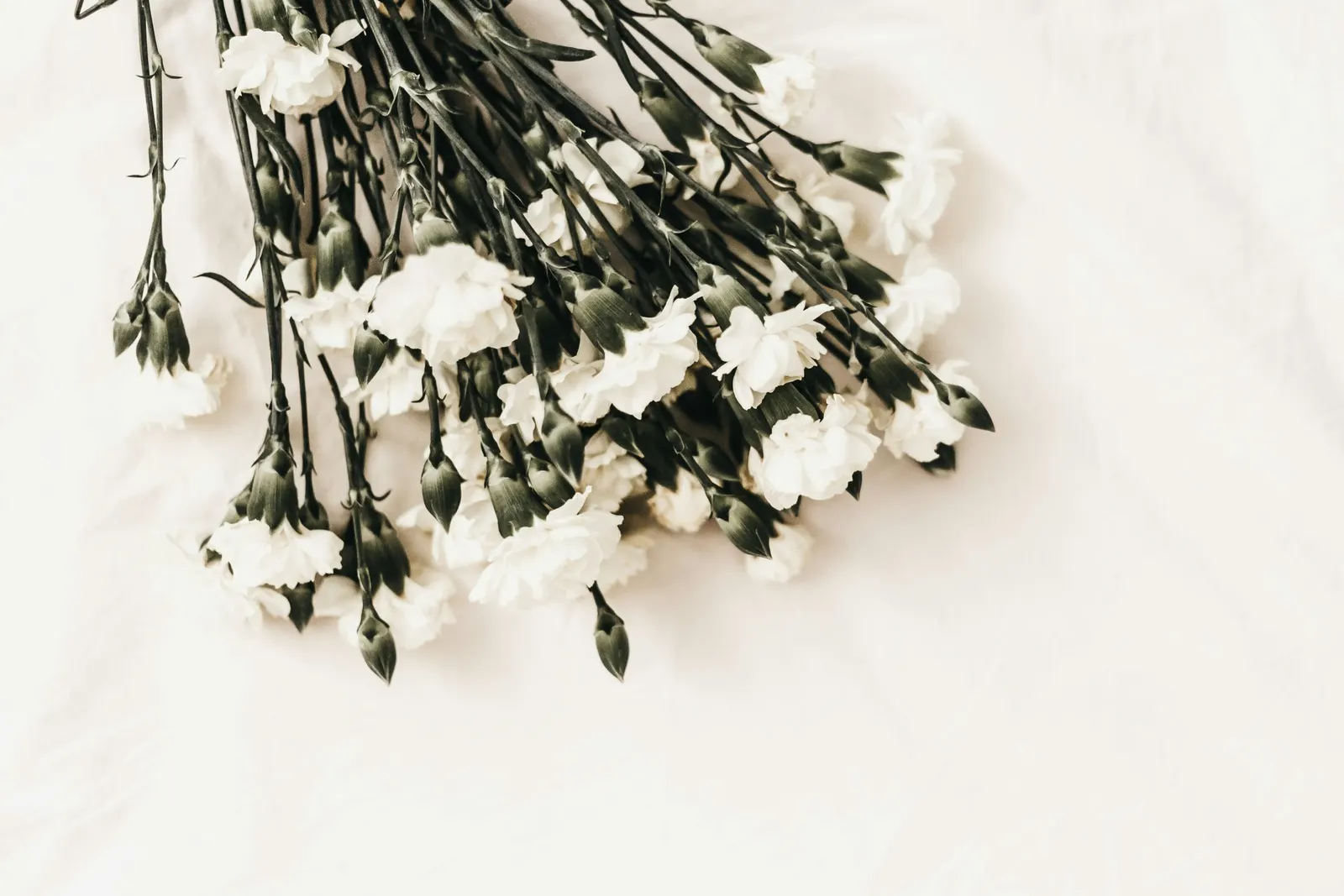 Weiße Blumen auf hellem Tuch