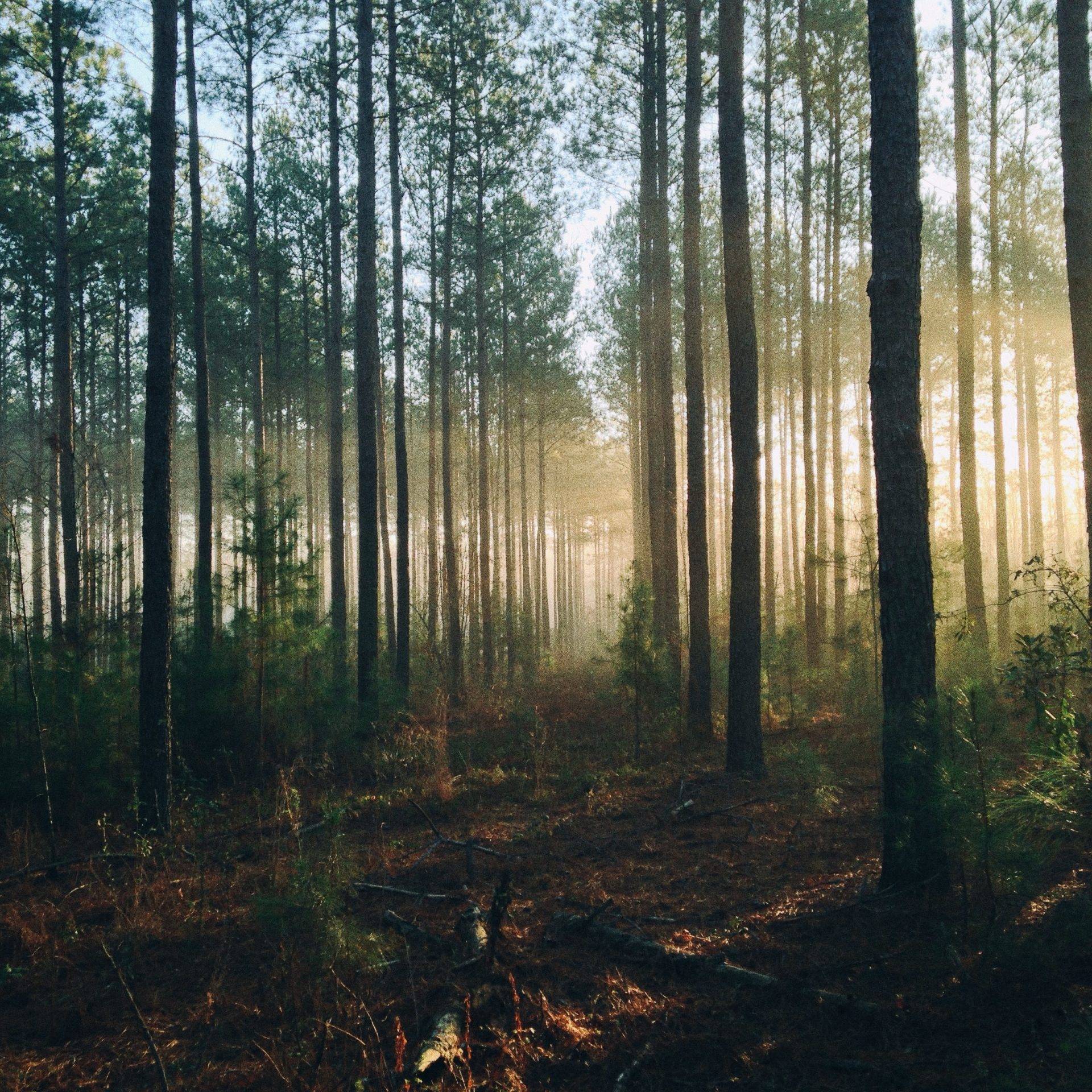 Licht scheint durch einen Wald